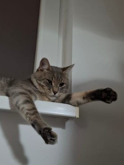 A medium, eye-level shot depicts a gray and tan tabby cat perched on a white door frame. The cat is reaching upwards with both paws, its head tilted to the side, looking at the camera. The background consists of a white wall above the door frame and a gray wall below. The location is not specified in the image.