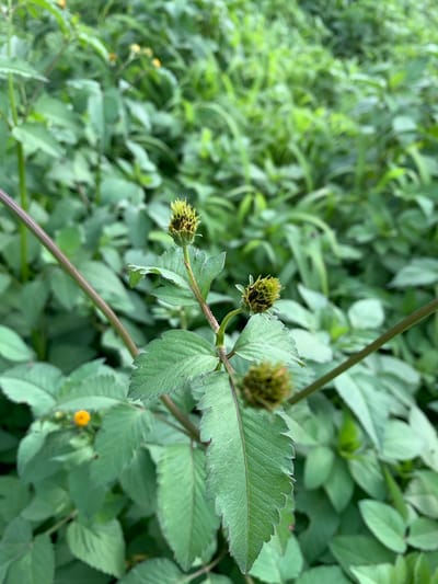 The image shows a close-up view of a plant with serrated green leaves and developing seed heads. The plant has reddish-brown stems. In the background, there is a dense growth of green foliage, suggesting an outdoor natural setting. A small, bright yellow flower is visible in the middle right of the frame, partially obscured by leaves. The lighting appears to be natural daylight, possibly overcast or diffused, as there are no harsh shadows. The focus is on the plant in the foreground, with the background being softly blurred, creating a sense of depth. The scene appears peaceful and natural, with no people or specific human-made objects visible. The overall impression is that of a wild or garden plant in its natural environment.