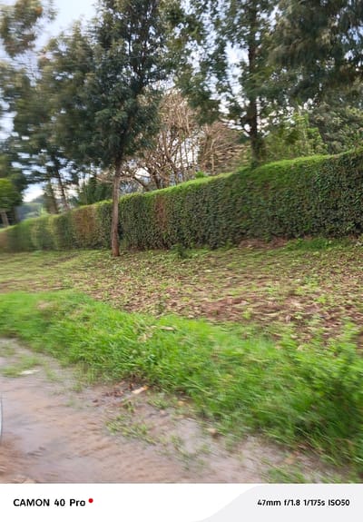 The image captures an outdoor scene, likely taken from a moving perspective, as indicated by the prominent motion blur across the frame. In the immediate foreground and extending along the left side, there is a muddy or dirt path with patches of vibrant green grass. A small part of a white object, possibly a vehicle's tire or body, is visible in the bottom left corner.
Moving into the midground, there's a strip of ground with sparse, low-lying vegetation, appearing somewhat tilled or covered with small green sprouts against a brown soil backdrop. Beyond this, a long, well-maintained green hedge runs horizontally across the mid-section of the image. The hedge exhibits some variations in color, with sections appearing a slightly lighter or browner shade of green, possibly indicating different plant health or species.
In the background, a line of tall trees rises above the hedge. Some of these trees are densely covered with green foliage, resembling conifers, while others appear to be deciduous trees with bare branches or very sparse leaves, especially towards the right side of the frame. The sky is visible through the tree canopy, appearing bright but diffused, suggesting an overcast day or soft daylight.
The overall impression is a natural landscape with a clear separation between a path, a cultivated hedge, and wilder trees in the background. The motion blur is particularly noticeable in the fast-moving elements like the foreground grass and the leaves of the trees, while the hedge and tree trunks show less blurring, creating a sense of dynamic movement through the scene.
Visible text in the bottom left corner reads "CAMON 40 Pro" followed by a red dot. In the bottom right corner, camera metadata is displayed: "47mm f/1.8 1/175s ISO50".