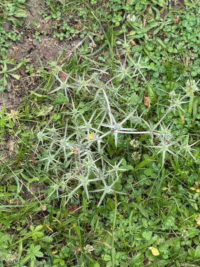 The image shows a close-up, overhead view of a patch of ground in Sis, Azerbaijan. The ground is covered with green clover and grass. A thorny plant with star-shaped seed heads, possibly a species of Eryngium (thistle), dominates the center of the frame. The plant has pale green to whitish, spiny leaves and developing flower heads. Some of the leaves and stems of the thorny plant have a purplish hue. Small white flowers, likely clover blossoms, are scattered throughout the vegetation. Patches of dry, cracked earth are visible in the upper left quadrant of the image. There are no people or animals present. The lighting suggests it is daytime, possibly overcast or with diffused sunlight.