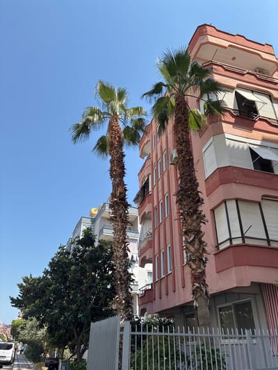 Two tall palm trees stand in the foreground against a clear blue sky, with their fronds reaching upwards. To the right of the palm trees is a multi-story building with a pink facade. The building features balconies with white shutters and windows. To the left of the palm trees, a lighter colored building is visible, with a yellow circular object on its roof. Further to the left, dense green foliage from trees and bushes lines a sidewalk. A metal fence runs across the bottom of the image, separating the sidewalk area from the buildings. In the far distance, buildings and what appear to be trees are visible. The scene depicts an urban environment, likely in a warm climate, as suggested by the palm trees and clear sky.