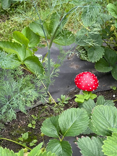 A bright red garden ornament, shaped like a toadstool with white spots, is placed among lush green strawberry plants and feathery dill. The toadstool is positioned slightly to the right of the center of the image. A black weed barrier fabric lies beneath the plants. The scene appears to be a garden in Vasilyevo, Russia, bathed in natural daylight. There are no people or animals visible in the image.