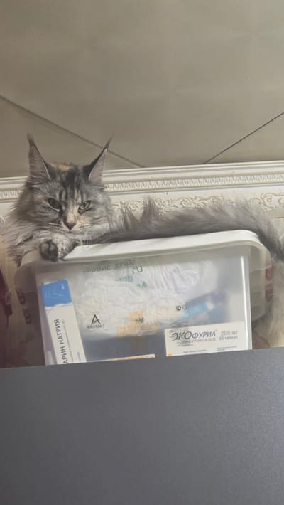 A fluffy, long-haired grey cat with green eyes is lying on a white plastic storage bin. The cat's head is turned towards the viewer, and its paws are resting on the edge of the bin. The bin contains some items, including what appears to be a box of medicine labeled in Russian. The background is a textured wall or ceiling. The overall impression is a domestic scene. There is no indication of the city of Yuryev-Polsky, Russia in the image.
