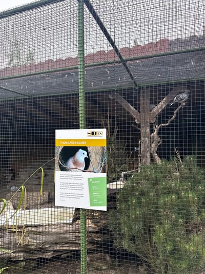 This image shows an outdoor aviary at the Tierpark Kreuzlingen in Kreuzlingen, Switzerland. The aviary is enclosed by a green metal frame and a wire mesh fence. Inside the aviary, there is a wooden structure with branches where several pigeons are perched. A sign is affixed to the fence, providing information about a bird called "Thurgauer Elmer." The sign includes an image of a pigeon and text in German, detailing its characteristics and habitat. The background shows a building with a red roof and some greenery. The ground inside the enclosure appears to be made of dirt and rocks, with some plants and a water feature visible. The overall scene depicts a controlled environment for birds within a zoological park setting.