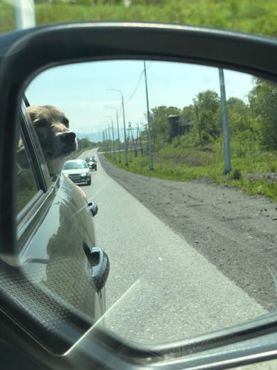 The image shows a reflection in a car's side mirror, capturing a dog with its head out the window of a moving vehicle. The dog appears to be a medium-sized breed with light brown fur and dark eyes, looking forward. The vehicle is on a paved road with a grassy shoulder and trees lining the right side. In the distance, there are more trees and a cloudy sky. The car's interior, including a portion of the door frame and the car's bodywork, is also visible in the foreground of the mirror. There are other vehicles on the road ahead. The scene appears to be a rural or suburban road in Russia.