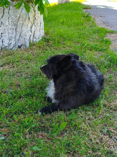 A small to medium-sized dog with shaggy black fur and a distinctive white patch on its chest and snout is the central subject of the image. The dog is lying down on a patch of vibrant green grass, curled up and facing left, looking out of the frame. Its posture suggests relaxation and contentment.

To the left of the dog, a significant portion of a tree trunk with rough, deeply textured bark is visible. The bark is painted white, a common practice for trees in certain regions. Green leaves from the tree are visible at the top left of the frame. The immediate ground around the tree and the dog is covered in healthy green grass, interspersed with some dry patches and possibly fallen debris.

To the right of the grassy area, a light-colored asphalt path or road is visible, suggesting the scene is outdoors, perhaps in a park, garden, or along a roadside. The lighting indicates it is daytime, with bright sunlight illuminating the scene and creating soft shadows. The overall impression is one of a peaceful, sunny day. There is no visible text in the image. The setting, particularly the white-painted tree, aligns with the provided location context of Velyka Bahachka, Ukraine.
