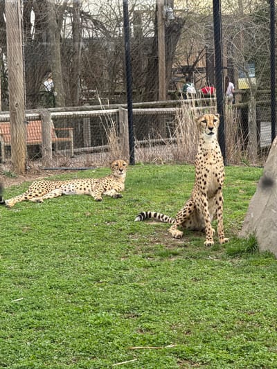 The image shows two cheetahs in an enclosure at the Columbus Zoo and Aquarium in Powell, Ohio, USA. One cheetah is sitting up near a rock and the other is lying down in the grass. The enclosure has a black chain-link fence with wooden posts and a wooden structure in the background. There is a patch of green grass with small white flowers and the sky is overcast.