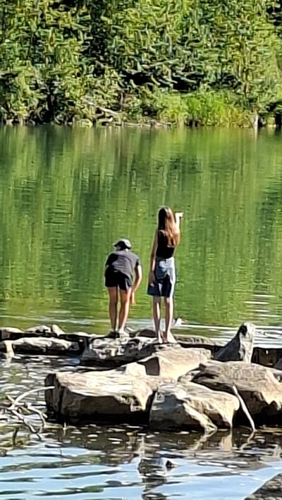 Two individuals are standing on rocks in a body of water. The person on the left is wearing a black t-shirt and black shorts, and has a dark cap on. This person is bent over, looking down. The person on the right is wearing a black tank top and a denim skirt. This person is standing upright and pointing to their left. The water is green and reflects the trees and foliage on the far bank of the body of water. The far bank is lined with dense green foliage and trees. The overall scene appears to be a natural outdoor setting, possibly a park or a waterfront area. There is no indication of the city of Enns, Austria in the image itself.