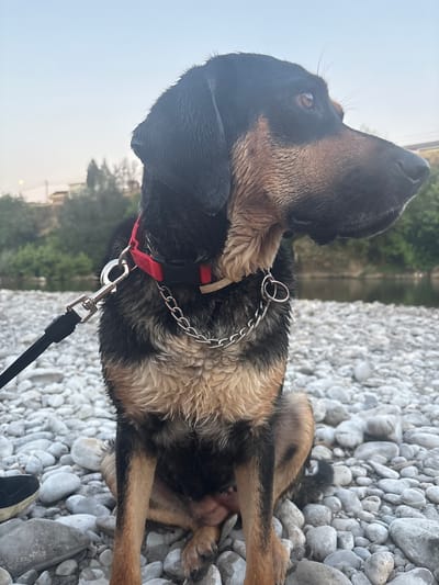A wet, medium-sized dog with black and tan fur sits on a rocky shore next to a body of water. The dog is wearing a red collar with a silver chain attached to a leash. The background shows trees and buildings under a hazy sky, suggesting an outdoor location in Podgorica, Montenegro. The dog is looking to the right of the frame.