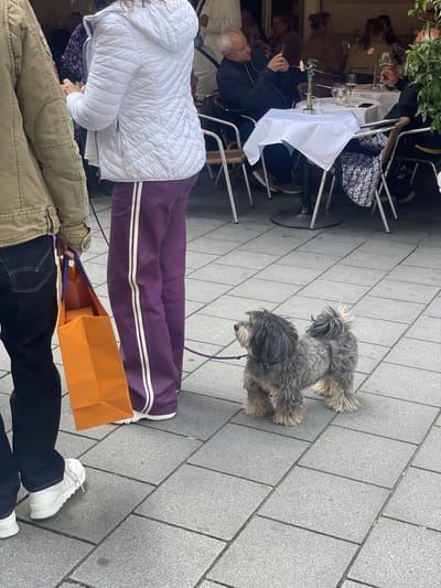 The image shows a woman wearing a white jacket and purple pants with white stripes walking a grey and black fluffy dog on a leash. The woman is holding a large orange shopping bag. The woman is walking away from the camera on a grey tiled sidewalk in the city of Wien, Austria. There are two tables in the background with people sitting at them. The tables are covered in white tablecloths and have white chairs surrounding them. The woman and her dog are in the foreground. The woman is located at coordinates 48.21 latitude and 16.368 longitude in the city of Wien, Austria.