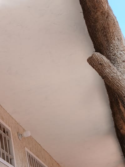 The image shows a building exterior in Santa Ana, Venezuela. A portion of a textured, light-colored wall or ceiling occupies the majority of the frame. In the upper right, a thick, textured object resembling a tree trunk, possibly artificial, is visible. Two smaller branches or sections of the same object extend from it. The sky is visible in the upper right corner, a bright blue. In the lower left, part of a textured, light brown wall is visible. On this wall, a white lightbulb is attached to a white fixture, and parts of white window frames with metal bars are visible. The overall scene appears to be outdoors, possibly an overhang or balcony area of a building.
