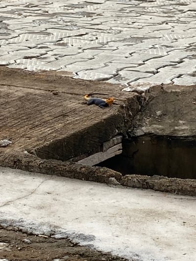 A small, dark-colored reptile with an orange tail is lying on a raised, weathered wooden platform. The platform appears to be part of a larger structure that overlooks a dark, open cavity. The surrounding ground is covered in cracked, light-colored paving stones. The scene is outdoors, and the lighting suggests it is daytime. The reptile is positioned horizontally, with its head facing left and its body slightly curled. Its coloration is distinct, with a dark blue or black body and a bright orange tail. The wooden platform has a rough texture, and there are some scattered debris on its surface. The paving stones are arranged in a pattern with visible cracks between them, indicating age or damage. The overall environment appears somewhat neglected or undergoing construction.