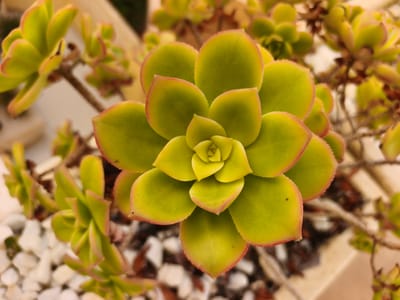 The image is a close-up, overhead shot of a succulent plant in a pot. The succulent features layers of fleshy, green leaves with reddish-pink edges, forming a geometric rosette pattern. The leaves are thick and oval-shaped, tapering to a point. The center of the plant is a lighter shade of green, suggesting new growth. The plant is potted in what appears to be soil mixed with small white and reddish-brown pebbles, common for succulent arrangements. In the background, other parts of the same or similar succulent plants are visible, some out of focus, showing their branching stems and rosettes. The lighting suggests it is daytime, possibly outdoors due to the naturalistic setting and the clarity of the image. The focus is sharply on the central rosette, with the surrounding elements softly blurred, creating a shallow depth of field. The overall impression is one of natural beauty and intricate botanical form. The location context provided is Dehesa De Campoamor, Spain, which suggests a warm, Mediterranean climate suitable for growing such plants. There is no visible text in the image.