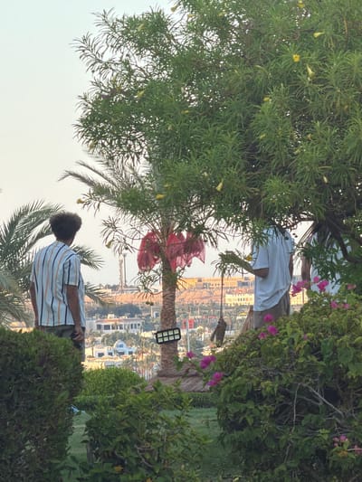 In a garden setting, two individuals are partially visible amidst lush greenery and palm trees. One person, wearing a white t-shirt and light-colored shorts, stands to the left, obscured by foliage. To the right, another person is seen from the back, sporting a striped t-shirt and dark shorts, holding a device. A palm tree with a pink adornment on its trunk stands between them. In the background, a cityscape with numerous buildings, possibly hotels or resorts, is spread out, suggesting a resort town. The lighting indicates it might be late afternoon or early evening. The overall mood appears relaxed and casual, consistent with a vacation or leisure setting. The image appears to be taken in Sharm El Sheikh, Egypt, a popular tourist destination known for its coastal resorts and gardens.