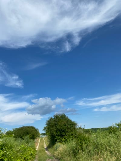 This media file depicts a bright, sunny day with a vibrant blue sky and scattered white clouds. The scene is dominated by lush green vegetation, including trees and tall grass, suggesting an outdoor, natural setting. A narrow dirt path winds through the greenery, leading towards a white gate in the distance, hinting at a rural or park-like environment. The image appears to be taken from a low angle, looking up towards the sky, with the vegetation framing the lower part of the shot. The overall mood is peaceful and serene, indicative of a pleasant day outdoors. No people or specific objects are clearly identifiable, apart from the gate. The lighting suggests it is daytime, likely late morning or early afternoon, given the brightness of the sky and the clarity of the shadows. There is no visible text in the image. The rotation of the image is such that the sky is on the left and the ground on the right, indicating the camera was likely held sideways.