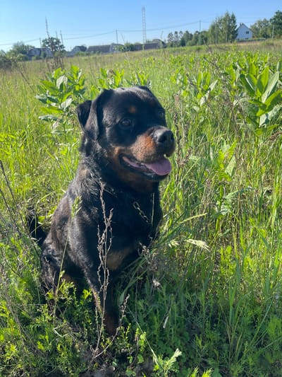 A rottweiler dog sits in a field of tall green grass under a clear blue sky. The dog is facing to the right with its mouth open and tongue hanging out. It is wearing a gold chain collar. In the background, there are trees and houses visible. The scene is located in Fasivochka, Ukraine.
