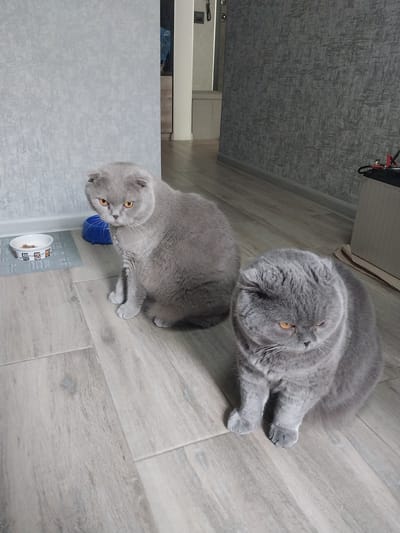 The image shows two Scottish Fold cats indoors, with one in the foreground and another in the background. Both cats have grey fur and orange eyes. The cat in the foreground is sitting on a grey tiled floor and looking up towards the camera. It has its front paws extended. Behind it, a blue object is visible. To the right and slightly behind, another grey Scottish Fold cat is lying down and looking away from the camera. The floor appears to be made of light-colored wood-effect laminate flooring. In the background, there are grey walls and what appears to be part of a cabinet or shelving unit. The lighting suggests it is daytime. The overall scene is domestic and appears to be a casual moment captured in a home environment.