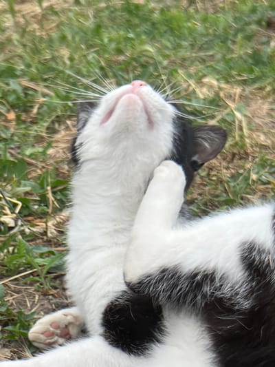 A black and white cat is lying on its back in the grass. Its paws are in the air, and its belly is exposed. The cat's fur is soft and fluffy, and its eyes are closed. The grass is green and lush, and there are a few dry leaves scattered around. The sun is shining, and the weather is warm. The cat appears to be relaxed and content. The image was taken in Tikhoretsk, Russia.