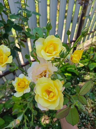 The image shows a close-up of yellow and white roses with green buds and leaves. The roses are in full bloom and some are partially opened. The background is a blurred view of a grey, vertical-slatted fence, with patches of green foliage and sunlight filtering through the slats, suggesting an outdoor setting on a sunny day. A hand is visible in the lower right corner, gently holding a rose stem. The overall impression is one of natural beauty and a serene garden atmosphere. No text is visible in the image.