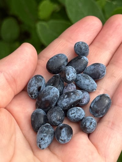 A close-up shot shows a hand holding a cluster of dark blue, elongated berries. The berries are a deep indigo color with lighter blue or grayish speckles. Some are rounder, while others are distinctly oval. The skin of the berries appears smooth and slightly waxy. The hand holding the berries is pale and the skin texture, with visible lines and creases, is clear in the bright lighting. The background is softly blurred, revealing out-of-focus green foliage, suggesting an outdoor, natural setting, possibly a garden or wild area. The lighting suggests it is daytime, with the sun illuminating the berries and casting subtle shadows. There is no visible text in the image. The berries resemble haskaps or honeyberries, which are native to northern latitudes, consistent with the implied Russian location. The focus on the fresh berries suggests they have likely been recently picked.