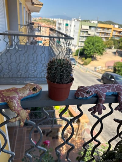 This is an eye-level, medium shot of a small cactus in a terracotta pot, perched on a metal railing outdoors. The cactus is green and spiky, with several prominent ribs. Attached to the railing is a stuffed toy lizard with a patterned skin of maroon and yellow, and a blue underside. The lizard's head is facing towards the cactus, and its limbs are wrapped around the railing. In the background, out of focus, is a street scene with buildings, trees, and a road. The buildings appear to be multi-story residential structures with balconies. Sunlight is visible, suggesting it is daytime. The overall setting is a balcony or terrace in Blanes, Spain, with a view of a residential area. There is no visible text in the image. The image is slightly tilted.