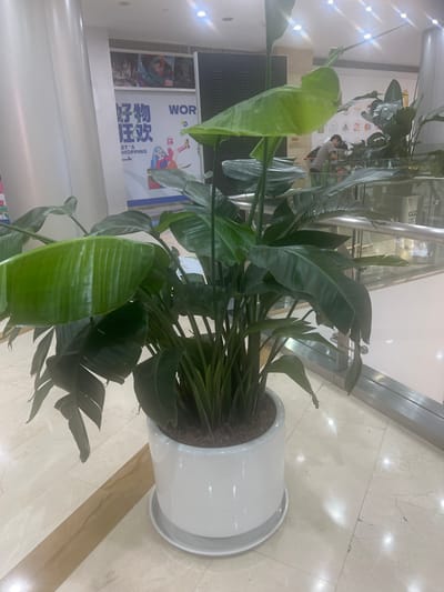 In the city of Liandu District, China, a large potted plant with broad, green leaves sits on a polished tiled floor in what appears to be a shopping mall. The plant is in a white, cylindrical pot with a matching saucer. Behind the plant, a large banner is visible with Chinese characters and graphics that suggest a shopping promotion. Further back, a person is seen pushing a shopping cart, and a metal railing indicates a multi-level structure. The lighting suggests an indoor environment, possibly illuminated by overhead lights.