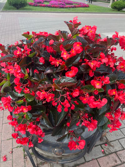 A large planter filled with lush red begonias and dark green leaves sits on a cobblestone pathway in an outdoor setting. The planter is made of dark metal with decorative scrollwork. In the background, a manicured lawn with rows of pink and purple flowers stretches out, with a glimpse of a stone wall and trees. Two individuals are partially visible in the distance, walking on a paved area. The scene appears to be a well-maintained public space, likely a park or promenade, in the city of Kislovodsk, Russia.