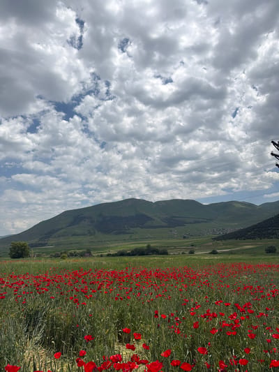A wide, low-angle, outdoor shot captures a field of bright red poppies in the foreground, set against a backdrop of rolling green hills and mountains under a partly cloudy sky. The poppy field occupies the bottom half of the frame, with individual flowers and tall green stalks filling the space. In the mid-ground, a verdant valley stretches out, dotted with trees and a small village nestled at the foot of the mountains. The mountains themselves are covered in green vegetation, with visible contours and shadows suggesting a rugged terrain. The sky above is a mix of blue patches and dramatic white and grey clouds. Power lines are visible strung across the mid-ground, supported by a pole on the right side of the frame. The scene is devoid of any people or animals. The photograph was taken in Jrashen, Armenia.