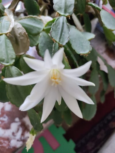 A close-up, eye-level shot captures a blooming white flower of a Christmas cactus against a backdrop of green, segmented leaves. The flower, centrally positioned and in sharp focus, displays delicate, pointed petals radiating outwards. Its center reveals a cluster of yellow stamen. The plant's flat, leathery leaves exhibit scalloped edges and are tinged with darker hues, suggesting natural light exposure. The background is softly blurred, with hints of a mottled, light-colored surface and darker, textured areas, possibly a rug. There are no people or animals visible. The image does not provide any specific information about the city of Itzehoe, Germany, or any identifiable geographical landmarks.