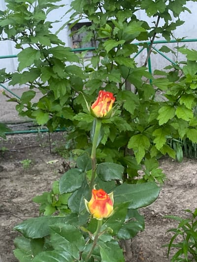 The image shows two rose buds with red and yellow petals, set against a backdrop of green foliage and a concrete structure. The foreground is dominated by the rose plants and surrounding soil, with some dry leaves scattered on the ground. In the background, a light-colored wall with a dark, barred window is visible. A green metal trellis is also present, running horizontally across the frame. The scene appears to be an outdoor garden or yard, likely in a residential area of Poltava, Ukraine, given the architectural style of the building. No people are present in the image.
