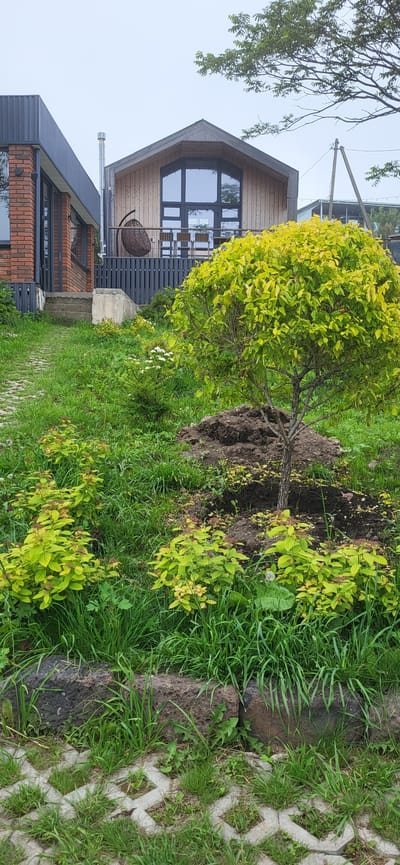 The image captures a tranquil residential scene in Slavyanka, Russia, with a focus on the garden area in front of modern houses. In the foreground, a permeable paver pathway with grass growing through it leads to a grassy slope. Several large, dark-colored rocks are embedded along the edge of the slope. A neatly trimmed, round tree with vibrant yellow-green foliage dominates the center of the image, its base surrounded by a mound of dark soil. Smaller, bushy plants with yellow-green leaves are scattered around the base of the tree and further up the slope, interspersed with tall green grass and some white-flowered plants.
In the mid-ground, a grey wooden fence delineates the edge of a porch or deck area. Behind the fence, the facade of a modern house is visible, constructed with light-colored wood siding and featuring a large, dark-framed window. A hanging wicker chair is suspended from the porch. To the left of this house, another modern structure is partially visible, clad in dark metal siding and red brick, with dark-framed windows. A set of concrete steps leads up to this house.
The background is dominated by the sky, which appears overcast, and the tops of trees and utility poles. The overall impression is one of a well-maintained, contemporary home with a naturalistic garden. There are no people or animals visible in the frame.
