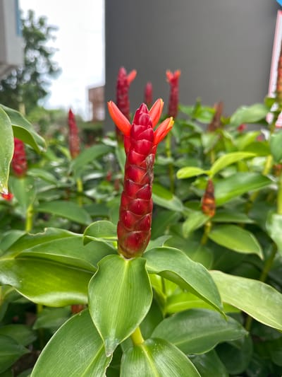 In Wichit, Thailand, a close-up shot showcases the vibrant red cone-shaped inflorescence of a Costus comosus plant, commonly known as the red button ginger. The flower head, composed of numerous bracts, prominently displays bright red and orange petals emerging from its tip. Surrounding the flower are large, glossy green leaves characteristic of the plant. The background is softly blurred, revealing hints of other red ginger flowers, lush foliage, and a building with a gray wall, suggesting an outdoor, possibly garden or landscaped, environment within the city. The lighting suggests it is daytime.