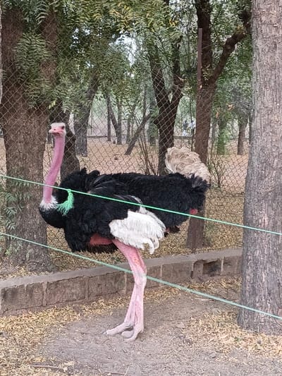 An ostrich stands in an enclosure within Gandu Albasa, Nigeria. The adult ostrich, positioned centrally, displays a black body with white primary feathers on its wings and a cream-colored, fluffy tail. Its long, bare neck and legs are pinkish-red, and a small, bright green fabric loop is visible on its upper chest/neck. The ostrich's head faces slightly left of the viewer. It stands on a dirt ground with scattered dry leaves. Behind the ostrich, a low, weathered concrete barrier is present. A chain-link fence separates the ostrich from a densely treed background featuring various green-leafed trees. Two taut, light green ropes or strings run horizontally across the foreground, with the upper rope positioned in front of the ostrich's body. No people are visible.
