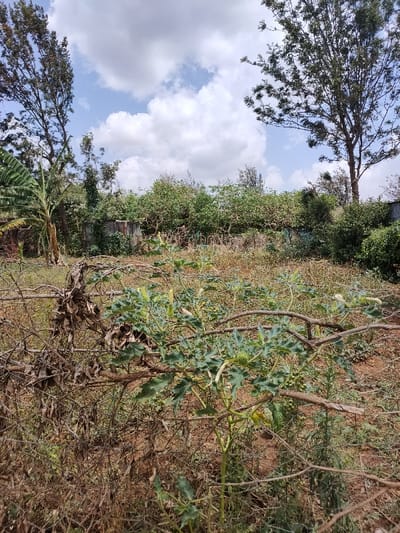 The image captures an outdoor scene, likely a plot of land or an untended garden, under a bright, partly cloudy sky. The overall impression is one of natural growth, with some areas appearing wild and uncultivated.
In the immediate foreground, a robust plant with large, deeply lobed green leaves and trumpet-shaped white-yellowish flowers or buds is prominent. This plant also exhibits distinctive spiky green seed pods. Around this plant and extending across the foreground are numerous dried, thorny branches and twigs, forming a loose, natural barrier or entanglement on the reddish-brown, dry soil. Scattered dry leaves and bits of debris cover the ground.
Moving towards the midground, there is an open patch of land that appears less densely vegetated, with dry grass and sparse, low-lying plants. Beyond this patch, a denser layer of green bushes and trees creates a natural backdrop. Towards the left side of the midground, partially obscured by foliage, a small, rustic structure made of corrugated metal can be seen, possibly an outhouse or a shed.
The background is dominated by a line of various trees and dense greenery, suggesting a boundary or a further extent of vegetation. On the far left, a distinct banana plant with broad green leaves and a thick trunk is visible. On the right side, a tall, slender tree with lighter green, sparse foliage stands against the sky.
The sky is bright blue, dotted with numerous white, fluffy cumulus clouds, indicating a clear day. The sunlight appears strong, suggesting it is daytime, possibly late morning or early afternoon. There are no people or discernible activities taking place, presenting a tranquil, natural landscape. No text is visible in the image.