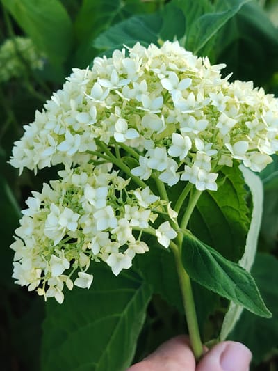 A close-up, eye-level shot captures a cluster of creamy white hydrangea blooms against a blurred green background of foliage. The flowers are small and star-shaped, arranged in a dense, rounded inflorescence. The stems are green and sturdy. The scene is likely outdoors, possibly in a garden or park. There are no people clearly visible in the image, though a hand is partially visible in the lower right corner, holding the stem of the hydrangea. The lighting suggests it is daytime, with soft shadows indicating overcast conditions or the absence of direct sunlight. The overall impression is one of natural beauty and delicate floral detail. The location in Бараўлянскі сельскі Савет, Belarus, is not discernible from the visual information alone.