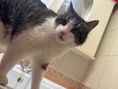 A domestic shorthair cat, predominantly white with grey tabby markings, is positioned above a white sink with a faucet running, producing a stream of water. The cat is looking directly at the camera with green eyes, its head tilted slightly. The background consists of tiled walls in muted orange and beige tones, and a cream-colored cabinet. The scene appears to be a bathroom in Kapyĺ, Belarus.