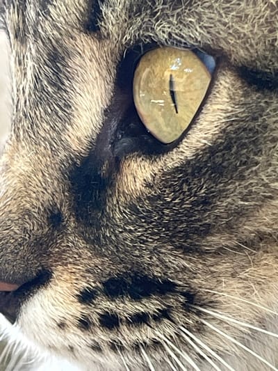 This is an extreme close-up photograph of a domestic cat's eye and surrounding fur. The cat has a tabby coat with brown, black, and tan markings. Its eye is a striking golden-yellow with a vertical pupil, indicating it may be in low light. The fur appears soft and textured, with some individual whiskers visible. The background is out of focus, but suggests a neutral or light-colored surface. There is no indication of the city of Krasnyye Barrikady, Russia, or any other environmental context beyond the immediate features of the cat. The image focuses solely on the detailed texture and color of the animal's face.