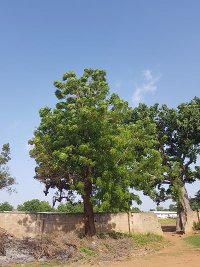 This media file is a photograph depicting an outdoor scene, likely in Palade, Nigeria, under a clear blue sky with a few wispy clouds. The image is oriented vertically, with the sky occupying the upper left portion.

The primary subjects are two large trees with lush green foliage. The tree in the foreground is a vibrant green, with its branches and leaves filling a significant portion of the frame. Behind it, a larger, more mature tree, possibly a baobab due to its trunk, is visible, its darker green leaves contrasting with the foreground tree.

A low, weathered concrete wall runs horizontally through the middle and right side of the image, separating the trees from a dusty, reddish-brown path on the right. The wall appears aged, with some visible inscriptions or graffiti. Beyond the wall and in the background, a white building with multiple windows is partially visible, suggesting a built-up area or settlement.

The scene appears to be set during daylight hours, with the bright sky indicating it is likely daytime. The weather seems fair and sunny. There is no activity or event taking place, as the photograph focuses on the natural elements and the static structures of the location. The overall impression is one of a serene, perhaps rural or semi-rural, environment in Nigeria. There is no visible text that is clear enough to be read.