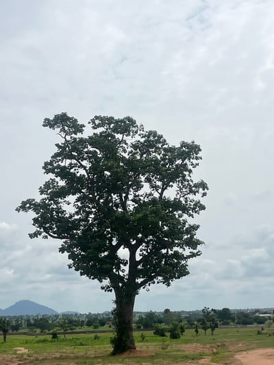 This media file captures a wide shot of a large, leafy tree dominating the foreground, its branches reaching upwards against a cloudy sky. The tree is full and green, suggesting it is either spring or summer. To the right of the tree, the landscape unfolds with a vast, open field of green grass, bordered by a dirt path. Further in the distance, a line of trees and vegetation stretches across the horizon, with some buildings visible amidst them. A mountain range can be seen in the far distance, softened by the haze. The overall impression is of a rural, natural setting. The lighting suggests it is daytime, likely late afternoon or early morning, given the soft, diffused light from the overcast sky. There is no visible text in the image. The scene is peaceful and serene, with no active events or human presence evident. The location context provided is Jauro Yinu, Nigeria.