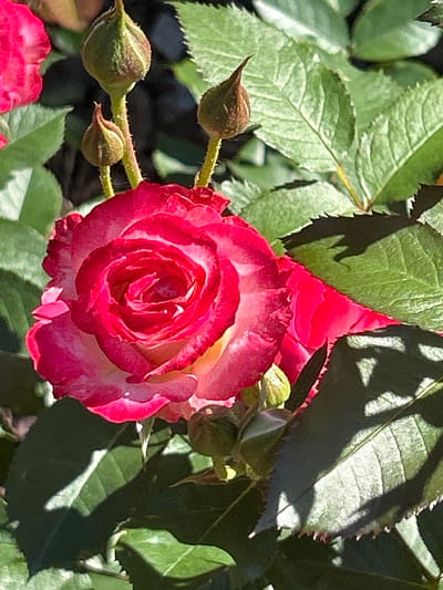 This is a close-up, natural light photograph of a bi-colored rose in bloom, with hints of pink and white petals. The rose is the primary subject, positioned slightly off-center to the right. Around the blooming rose, there are several rosebuds in various stages of development, some tightly closed and brown, others partially open and green.

The rose and its buds are surrounded by lush green rose leaves, some of which are dappled with sunlight and shadow, indicating it is daytime. The sharp edges of the leaves and the intricate texture of the rose petals are clearly visible. The background is softly blurred, with dark green foliage and some darker shadows, suggesting the rose is part of a garden or bush.

There are no people or text visible in the image. The scene evokes a sense of natural beauty and the delicate process of floral growth. The bright lighting and vibrant colors suggest a pleasant, sunny day, likely outdoors in a garden setting. Given the location context of Montreal, Canada, this image could have been taken during the warmer months when roses are in season, such as late spring or summer.