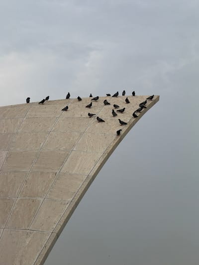 The media file shows a low-angle view of a modern, beige building with a sharply angled facade, partially covered in pigeons. The building's surface is made of large, rectangular tiles, with visible grout lines. Numerous pigeons are perched on the edge and the face of the building, appearing to rest. The sky is overcast with a pale, uniform grayness, suggesting a cloudy day, possibly late afternoon or early morning. The overall impression is one of urban architecture interacting with nature, as the birds have made the building their roost. No people are visible, and there is no text present in the image. The scene evokes a sense of calm stillness, with the focus on the geometric lines of the architecture and the organic presence of the birds against a muted sky. The location context of Delhi, India, suggests this might be a public building or a part of a larger urban landscape in the city.