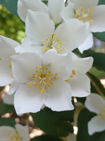 This media file features a close-up, detailed view of several white jasmine flowers with bright yellow stamens. The flowers are the primary subjects, filling the frame with their delicate petals and intricate centers. The background is softly blurred, with dark green leaves and hints of dappled sunlight, suggesting an outdoor setting in natural light.

The focus is on the texture and detail of the flowers. The petals appear soft and slightly translucent, while the yellow pollen on the stamens is sharply defined. The arrangement of the flowers suggests a cluster or a branch laden with blooms, creating a sense of natural abundance.

The lighting appears to be natural daylight, possibly late morning or early afternoon, given the bright but not harsh illumination and the soft shadows. There are no people or specific objects other than the flowers and foliage. The setting is clearly natural and botanical, likely a garden or a park.

There is no visible text within the image. The overall mood is serene and captures the delicate beauty of the jasmine blossoms. The context of Riga, Latvia, suggests this could be a scene from late spring or early summer when jasmine is typically in bloom.