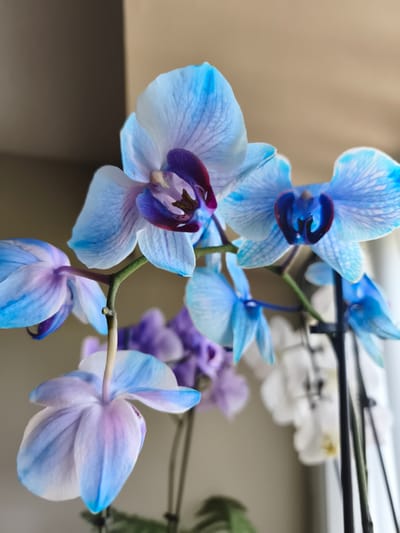 A close-up, shallow depth of field shot focuses on a cluster of vibrant blue and purple orchids. The flowers are the primary subject, with their delicate petals and intricate markings taking center stage. The lighting suggests a bright indoor environment, possibly near a window, with a soft, diffused light illuminating the blooms. The background is softly blurred, showing hints of neutral-toned walls and potentially other plants, including some white orchids further back. The overall mood is serene and aesthetically pleasing, highlighting the natural beauty of the flowers. No people, text, or specific events are visible. The setting appears to be domestic or a greenhouse.
