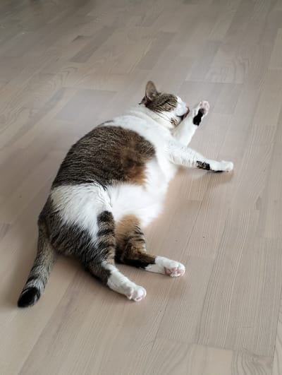A domestic cat lies on a light-colored wooden floor, grooming itself. The cat is predominantly white with brown and grey tabby markings. It is lying on its side with its hind legs extended and one front paw raised to its mouth, as if licking it. The cat's tail has a black tip. The location is not evident from the image. There are no people visible. There are no obvious objects other than the cat and the floor. Krykhivtsi, Ukraine cannot be inferred from the image.