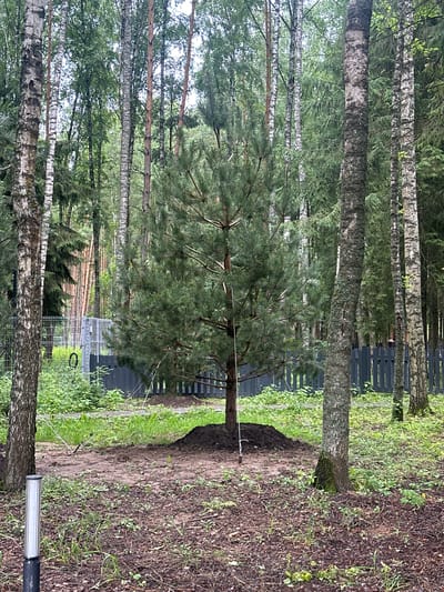The image depicts a forest scene in Uyut, Russia. Several trees, including birch and pine varieties, are prominently featured. The trees are tall and slender, with a dense canopy of green foliage. In the background, a dark wooden fence runs horizontally across the frame, partially obscured by the trees and vegetation. Beyond the fence, a structure that appears to be a greenhouse or a similar building with a metal frame and transparent panels is visible. The ground in the foreground is covered with a mixture of soil, dry leaves, and green grass. There is a pile of dark soil that looks freshly dug. A thin white rope is tied around a pine tree and extends towards the right side of the image. The lighting suggests it is daytime, and the overall atmosphere is natural and serene, indicative of a rural or semi-rural setting. No people or animals are visible.