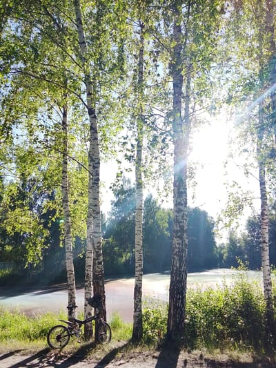 The image depicts a sun-drenched scene by a body of water, likely a river or lake, in Снопок Новый, Russia. In the foreground, several tall birch trees with distinctive white and black bark stand prominently, their leaves illuminated by bright sunlight that creates lens flares. A black bicycle with a backpack attached to the handlebars is propped against one of the birch trees. The ground is covered in grass and dirt, with dappled shadows cast by the trees. Beyond the trees, the water appears calm and reflects the light. The background consists of a dense line of trees and foliage. The overall impression is one of a natural, serene outdoor setting.
