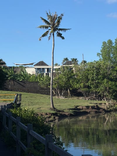 The image captures a serene landscape scene with a tall palm tree dominating the center. The sky is a clear, vibrant blue. In the background, there are modern buildings with dark roofs and white walls, partially obscured by lush green foliage, including banana trees. A dark, low wall runs along the middle ground, separating the buildings from the grassy area. To the left, a wooden fence runs along the edge of the scene. A calm body of water, reflecting the surrounding greenery and sky, occupies the foreground. The environment suggests a tropical location, consistent with Mengwi, Indonesia. There are no people visible in the image.