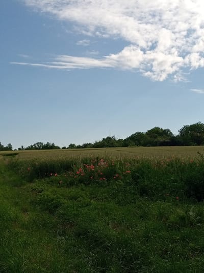 A vast expanse of green grass and a wheat field under a bright blue sky with scattered white clouds is captured in this vertical, eye-level shot. In the foreground, the grass is lush and textured, leading the eye towards a middle ground dominated by a wheat field. Scattered among the wheat are vibrant red poppies, adding a splash of color to the scene. A line of trees forms the backdrop, with a small structure or shed partially visible amongst them. A dirt path is faintly visible on the left side of the frame. The image appears to be taken in the rural outskirts of Luka, Ukraine, likely during the daytime given the bright lighting. No people or animals are present in the frame.