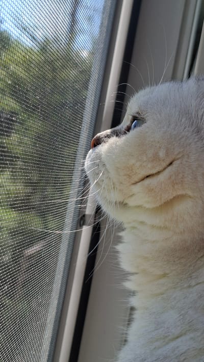 A close-up, side-view photograph captures a light-colored cat with blue eyes gazing out through a window screen. The cat's fur is predominantly white with subtle hints of cream and some darker markings around its nose and ears. Its whiskers are long and prominent, extending outwards. The background, visible through the screen, shows a blurred green and blue scene, suggesting an outdoor environment with trees and sky. The window frame is visible on the right side of the image, painted in a neutral tone. The lighting suggests a sunny day. The scene appears to be indoors, near a window.
