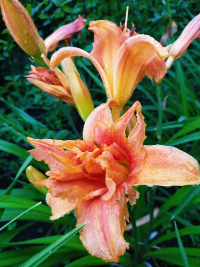An extreme close-up shot focuses on several orange and pink daylilies with visible water droplets on their petals. The flowers are in various stages of bloom, with some fully open and others still in bud. The background is a blurred expanse of green foliage. The scene appears to be an outdoor garden, possibly in the city of Horishni Plavni, Ukraine, given the context provided. There are no people or animals present in the frame. The lighting suggests it might be a cloudy or overcast day, or perhaps early morning or late evening.